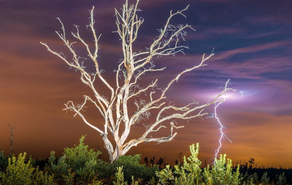 Bahçenizdeki bazı ağaçlara dikkat: Bela getiriyor