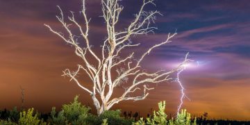 Bahçenizdeki bazı ağaçlara dikkat: Bela getiriyor