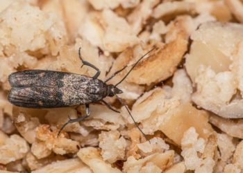 Bakliyatların güvelenmesini evdeki tek malzemeyle önleyin