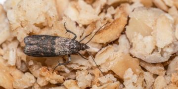 Bakliyatların güvelenmesini evdeki tek malzemeyle önleyin