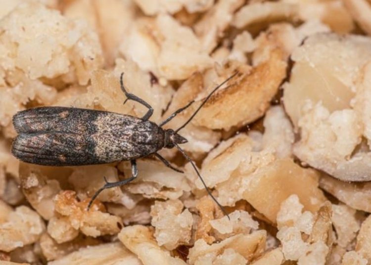 Bakliyatların güvelenmesini evdeki tek malzemeyle önleyin