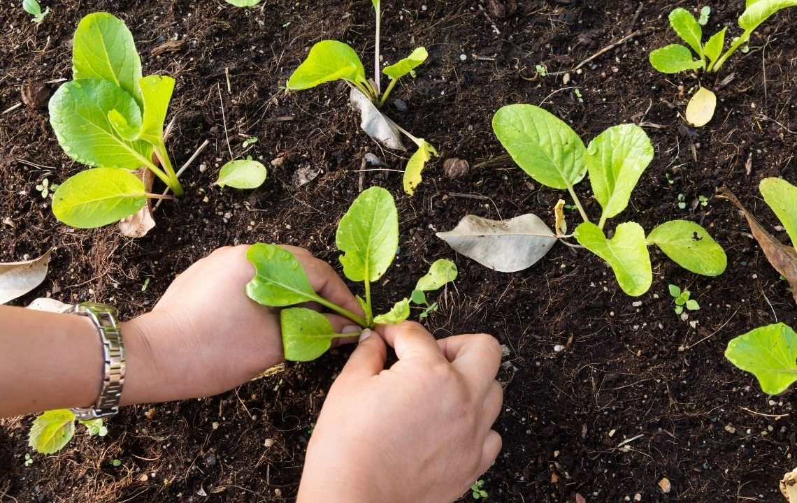 Bol hasat için Şubat bitmeden dikilmesi gereken sebzeler