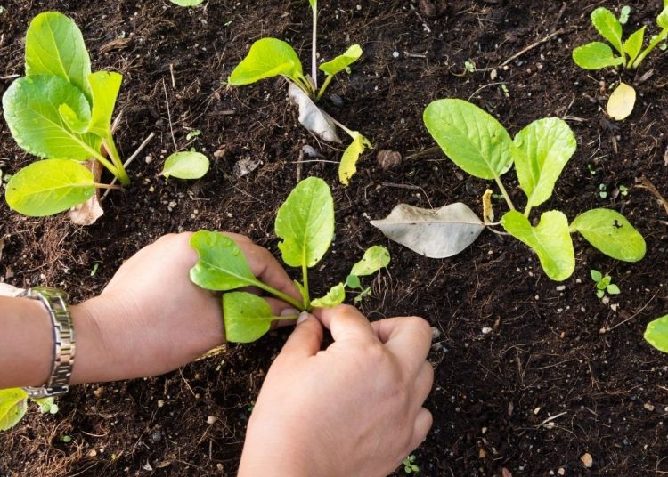 Bol hasat için Şubat bitmeden dikilmesi gereken sebzeler