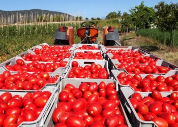 Domates yetiştirirken su ve gübreyi yarıya indiren yeni yöntem bulundu