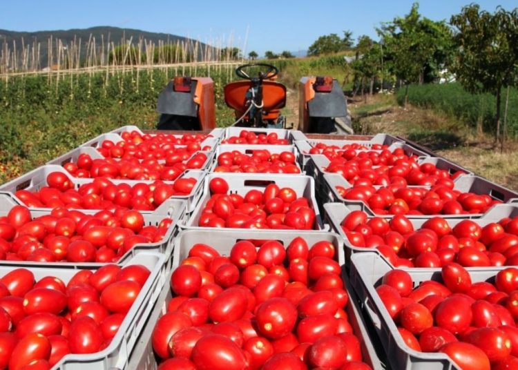 Domates yetiştirirken su ve gübreyi yarıya indiren yeni yöntem bulundu