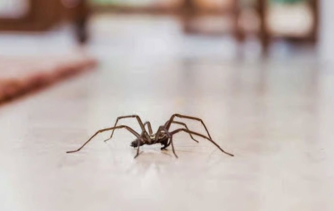 Evdeki örümceklerden nasıl kurtulabilirsiniz: Böcekler kalıcı olarak uzaklaşıyor