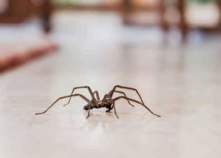 Evdeki örümceklerden nasıl kurtulabilirsiniz: Böcekler kalıcı olarak uzaklaşıyor