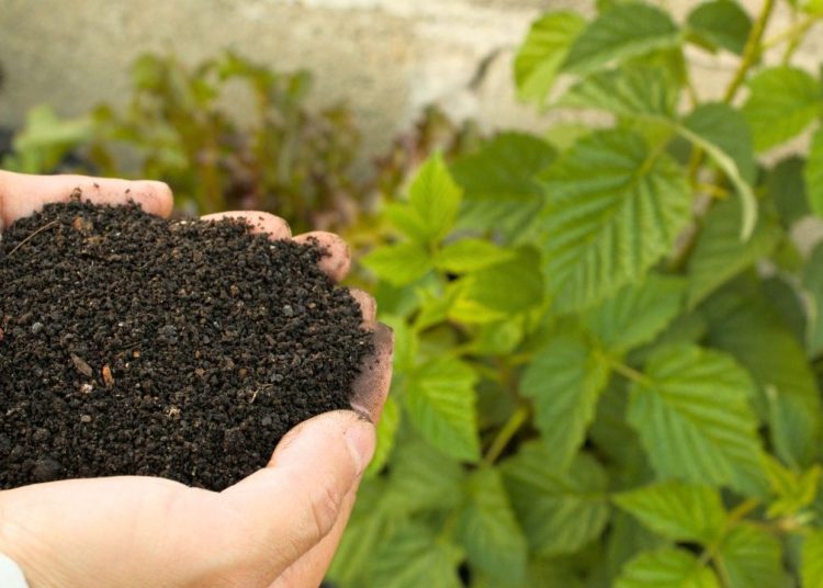 Evdeki tek malzemeyle hazırlanan organik gübre bitkileri coşturuyor