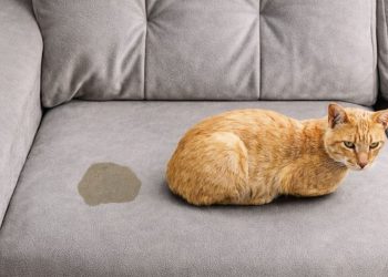 Evinizdeki kedi idrarı kokusunu yok eden adım adım uygulama