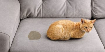 Evinizdeki kedi idrarı kokusunu yok eden adım adım uygulama