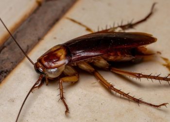 Evinizde hamamböceği görürseniz şanslısınız demektir