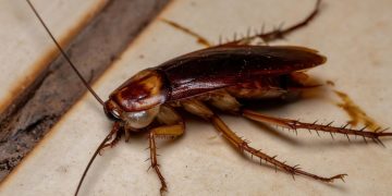 Evinizde hamamböceği görürseniz şanslısınız demektir